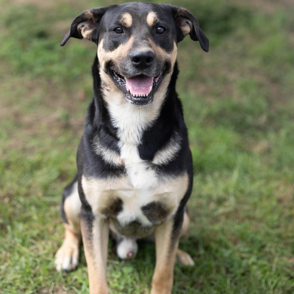 Ranger, a Adoptable mixed breed in Talbott, TN image 4/4