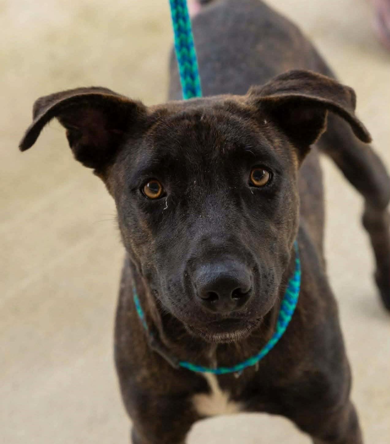 Enlarge Missy, a Adoptable mixed breed in Hartford, CT image 3/5