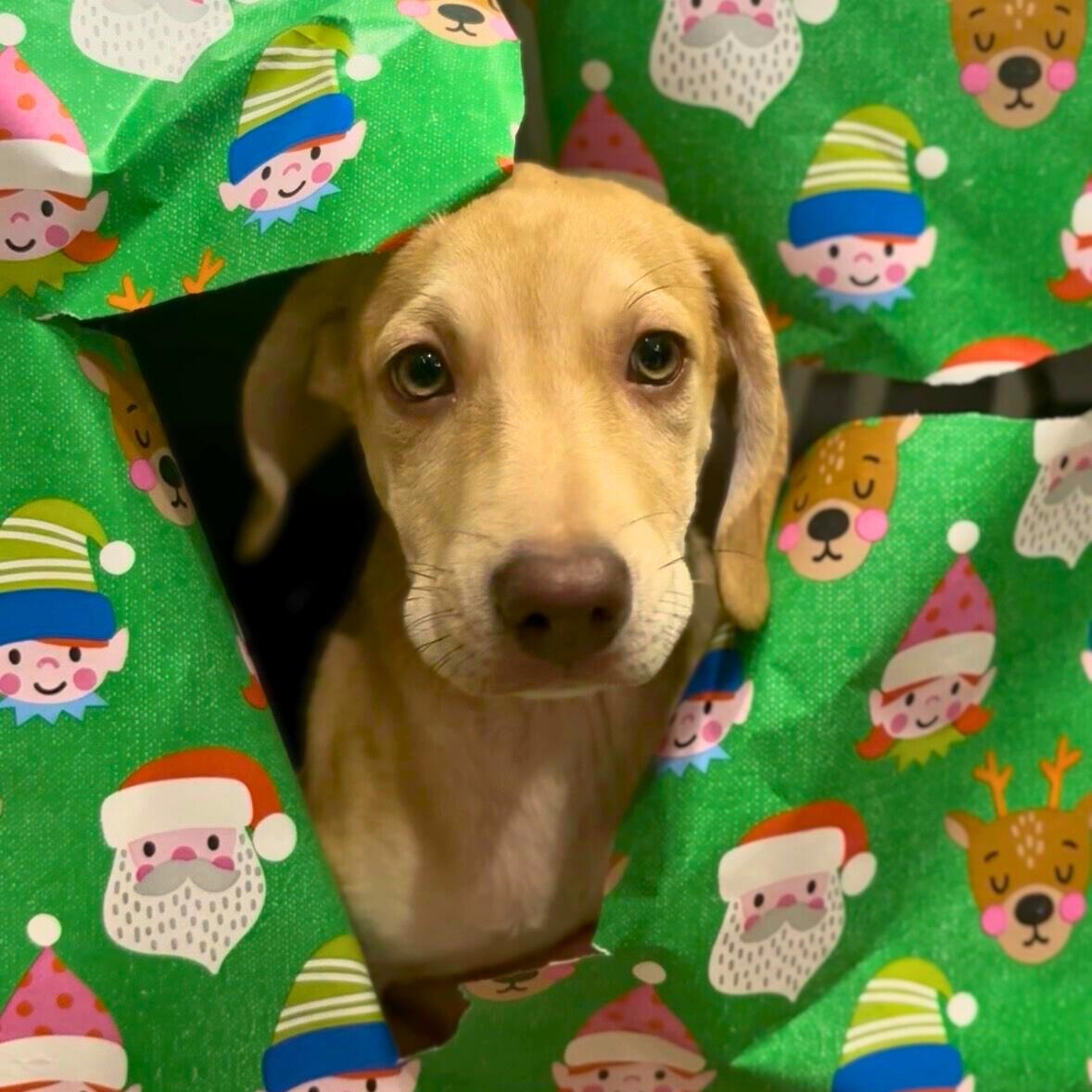 Flora, ADOPTABLE, Puppy Female Mixed Breed.