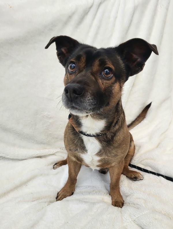 Coco 45215, Adoptable, Adult Male Parson Russell Terrier & Dachshund.