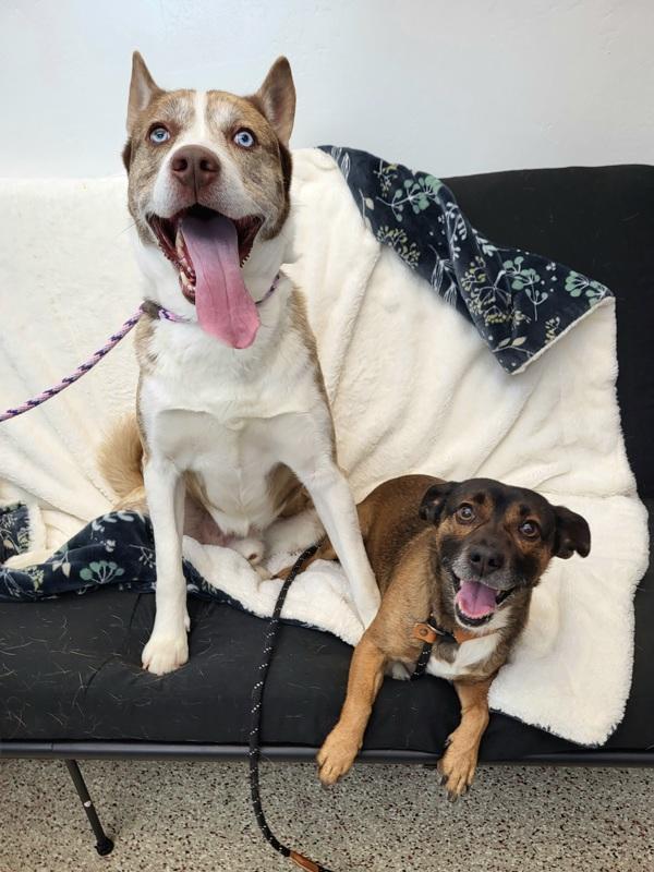 Enlarge Coco 45215, a Adoptable mixed breed in Pocatello, ID image 3/6