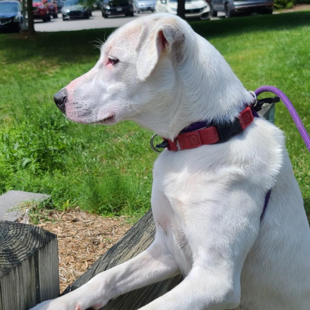 Penelope, Adoptable, Adult Female Mixed Breed.