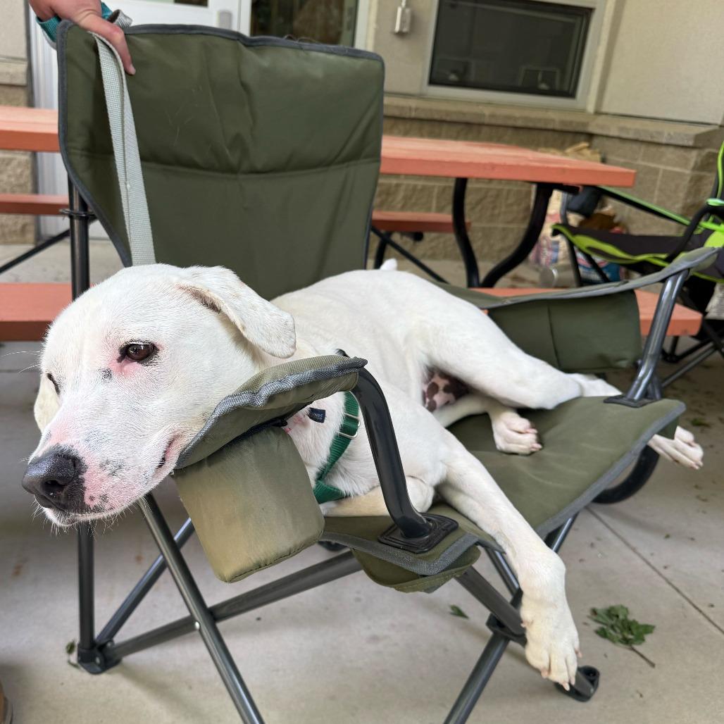 Penelope, a Adoptable Mixed Breed in Asheville, NC image 2/6