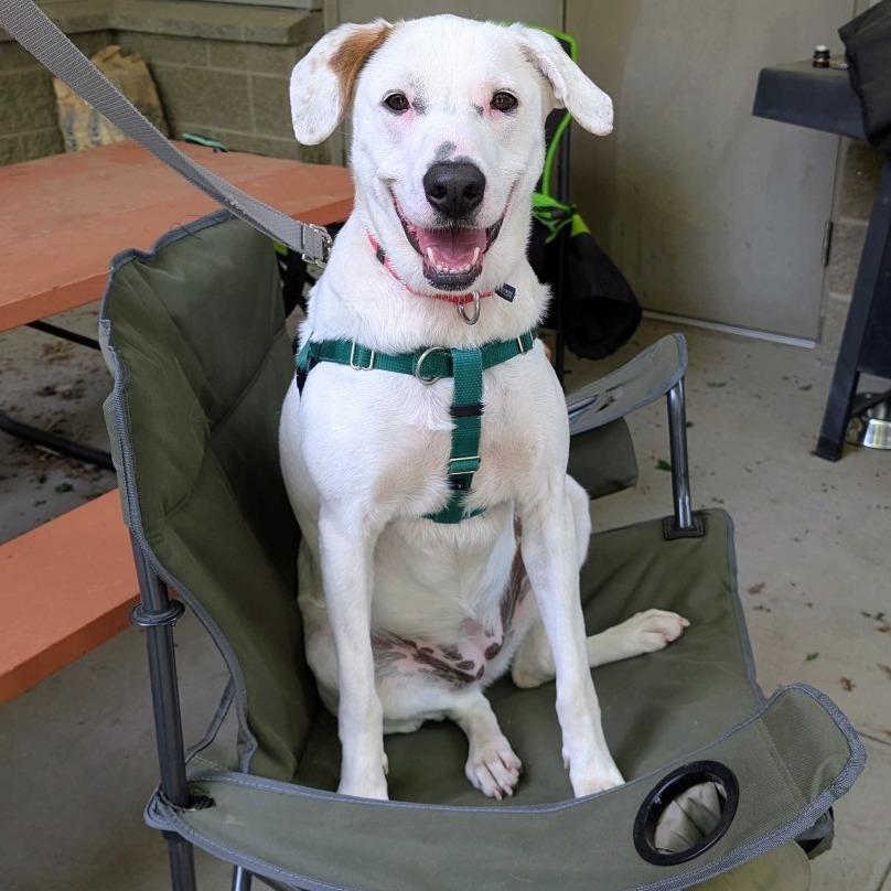 Penelope, a Adoptable Mixed Breed in Asheville, NC image 3/6