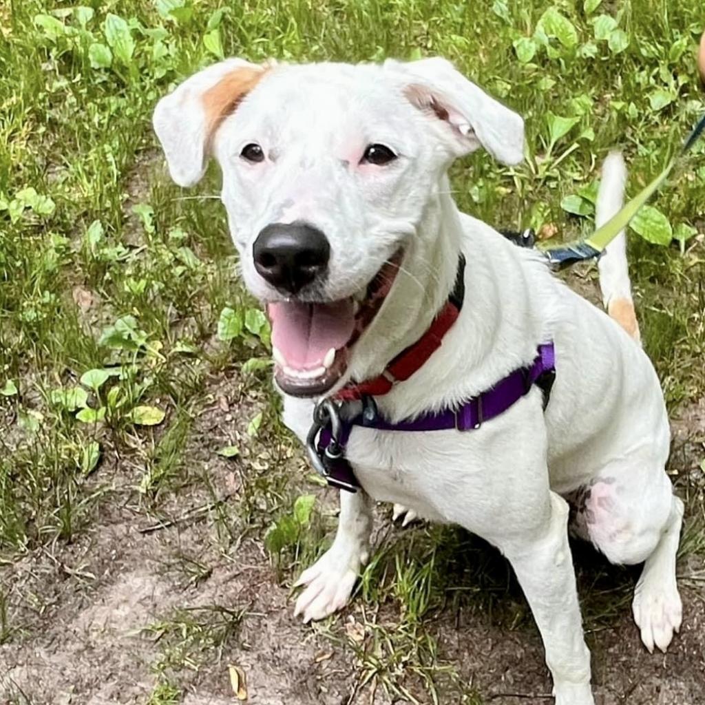 Penelope, a Adoptable Mixed Breed in Asheville, NC image 4/6