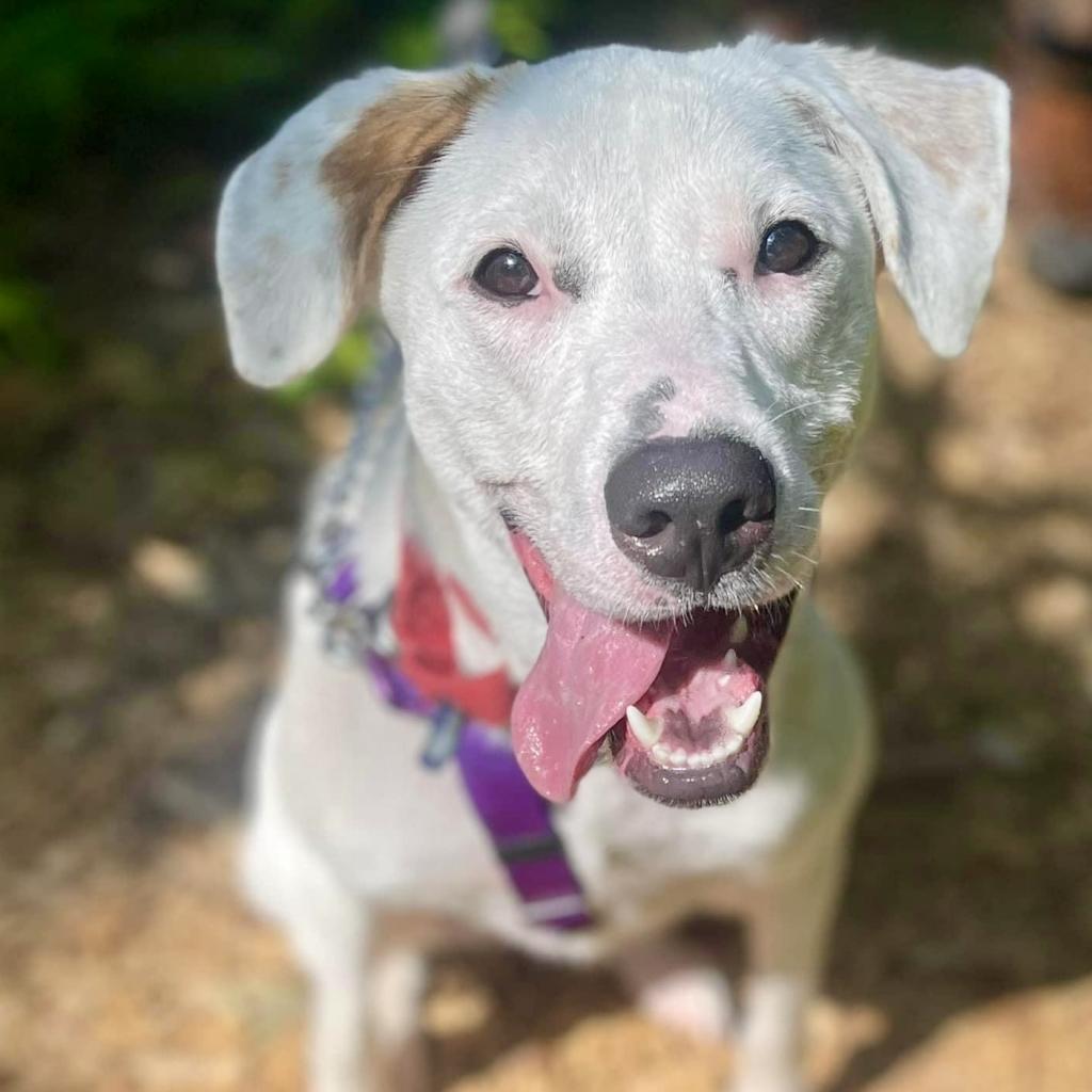 Penelope, a Adoptable Mixed Breed in Asheville, NC image 5/6