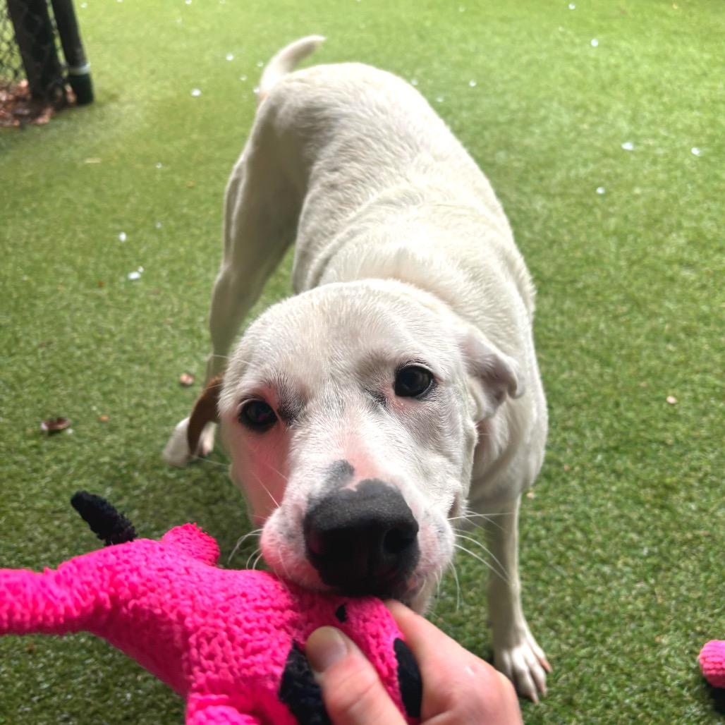Penelope, a Adoptable Mixed Breed in Asheville, NC image 6/6