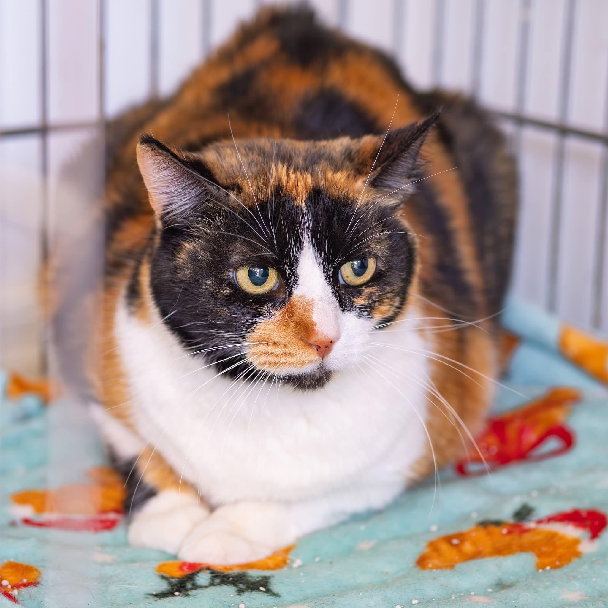 Enlarge Cinnamon, a ADOPTABLE Calico in Globe, AZ image 1/1
