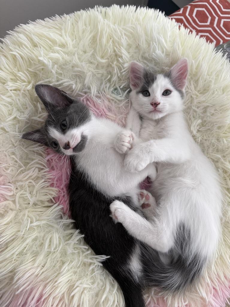 Junior, a Adopted Domestic Medium Hair in Mt Pleasant, SC image 2/5