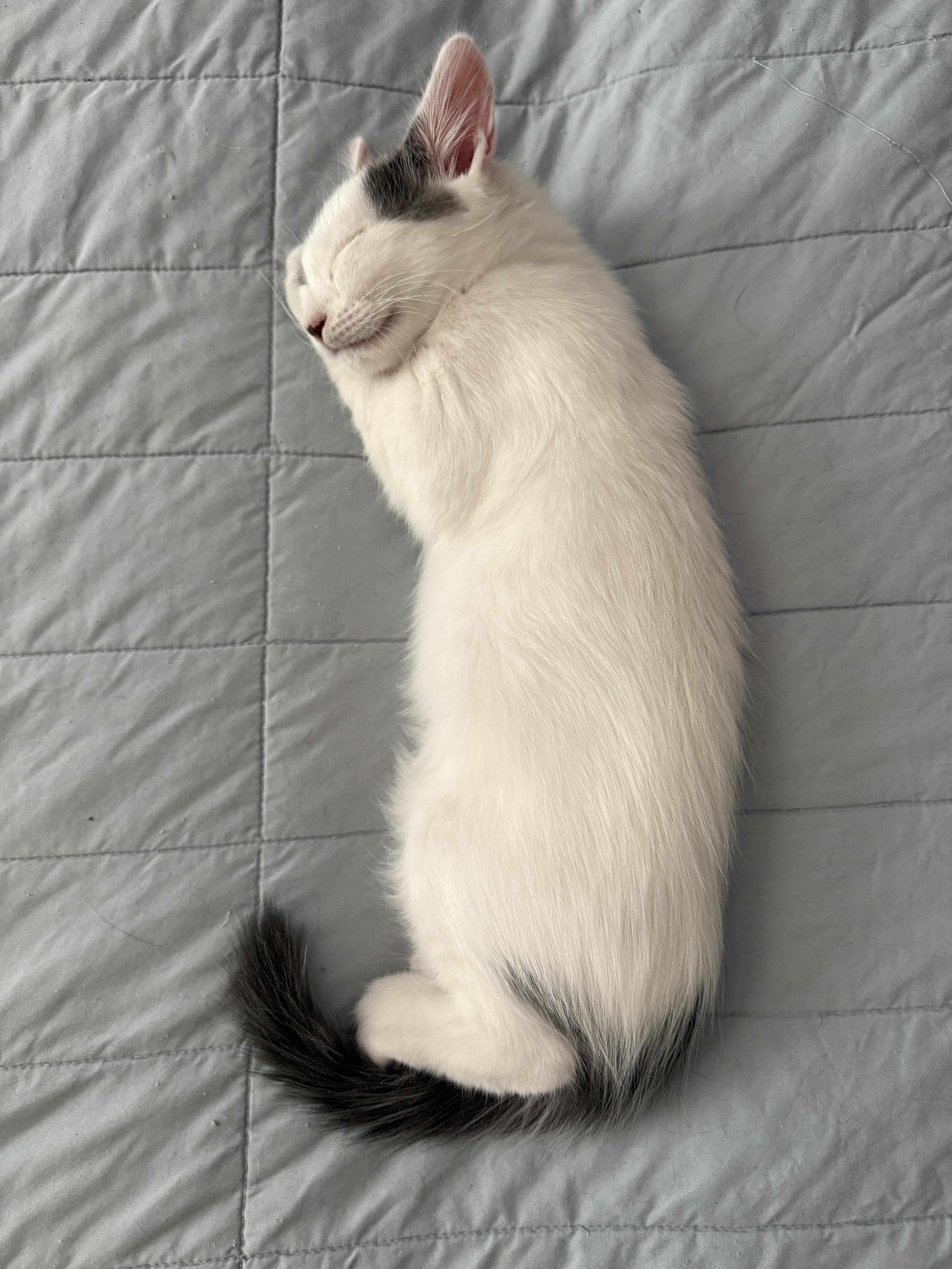 Junior, a Adopted Domestic Medium Hair in Mt Pleasant, SC image 3/5