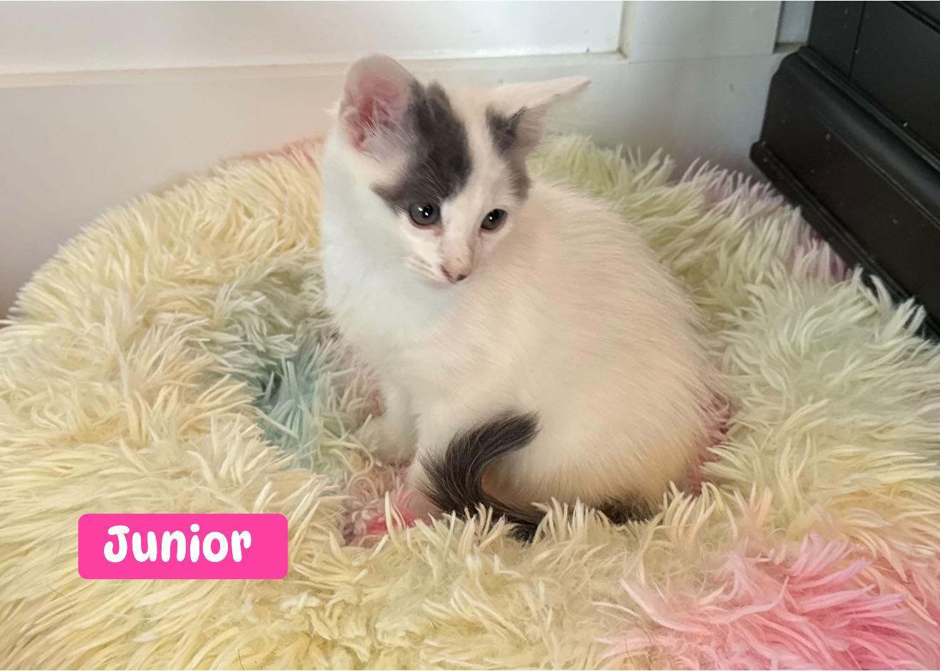 Junior, a Adopted Domestic Medium Hair in Mt Pleasant, SC image 4/5