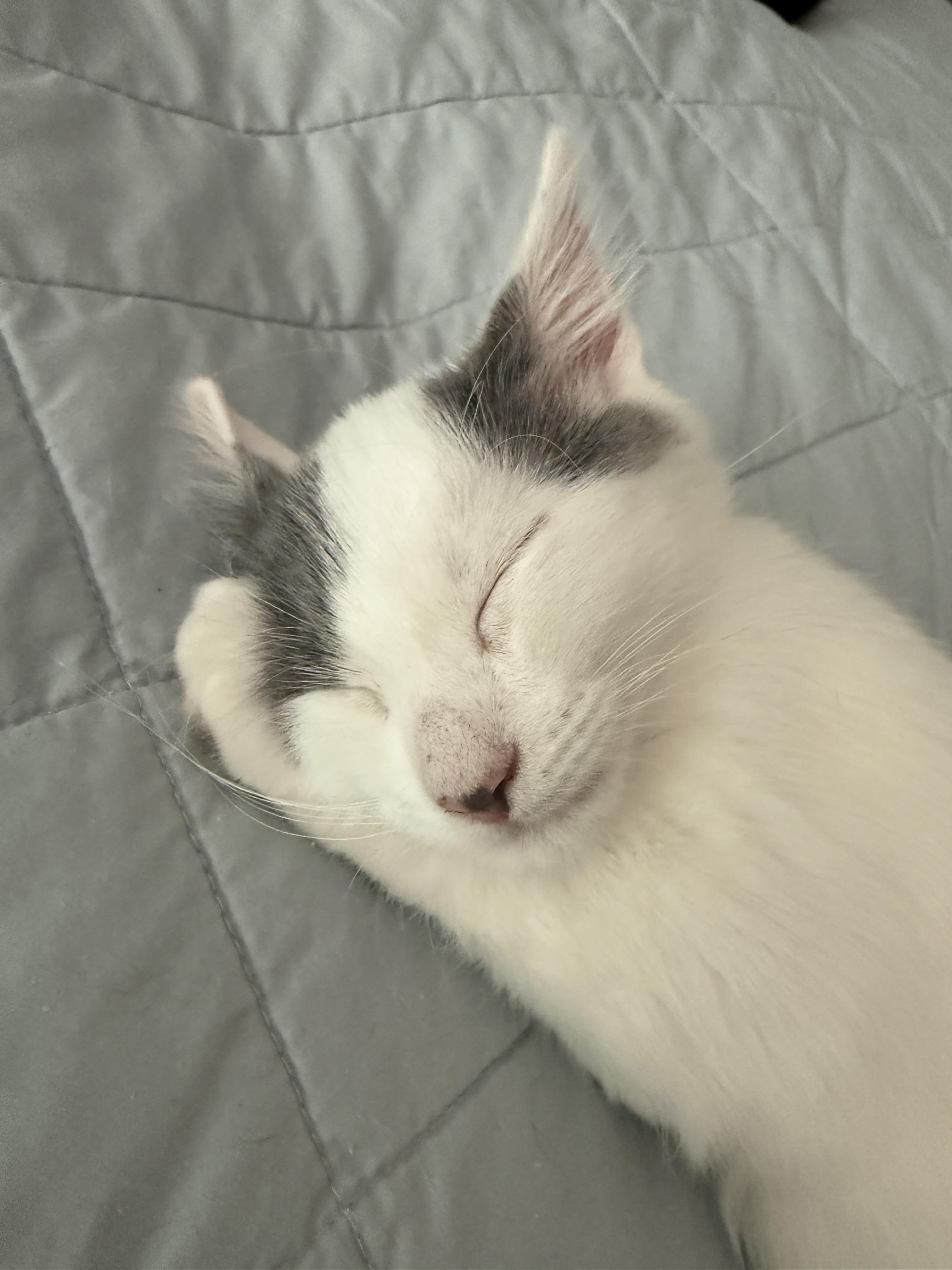 Junior, a Adopted Domestic Medium Hair in Mt Pleasant, SC image 1/5