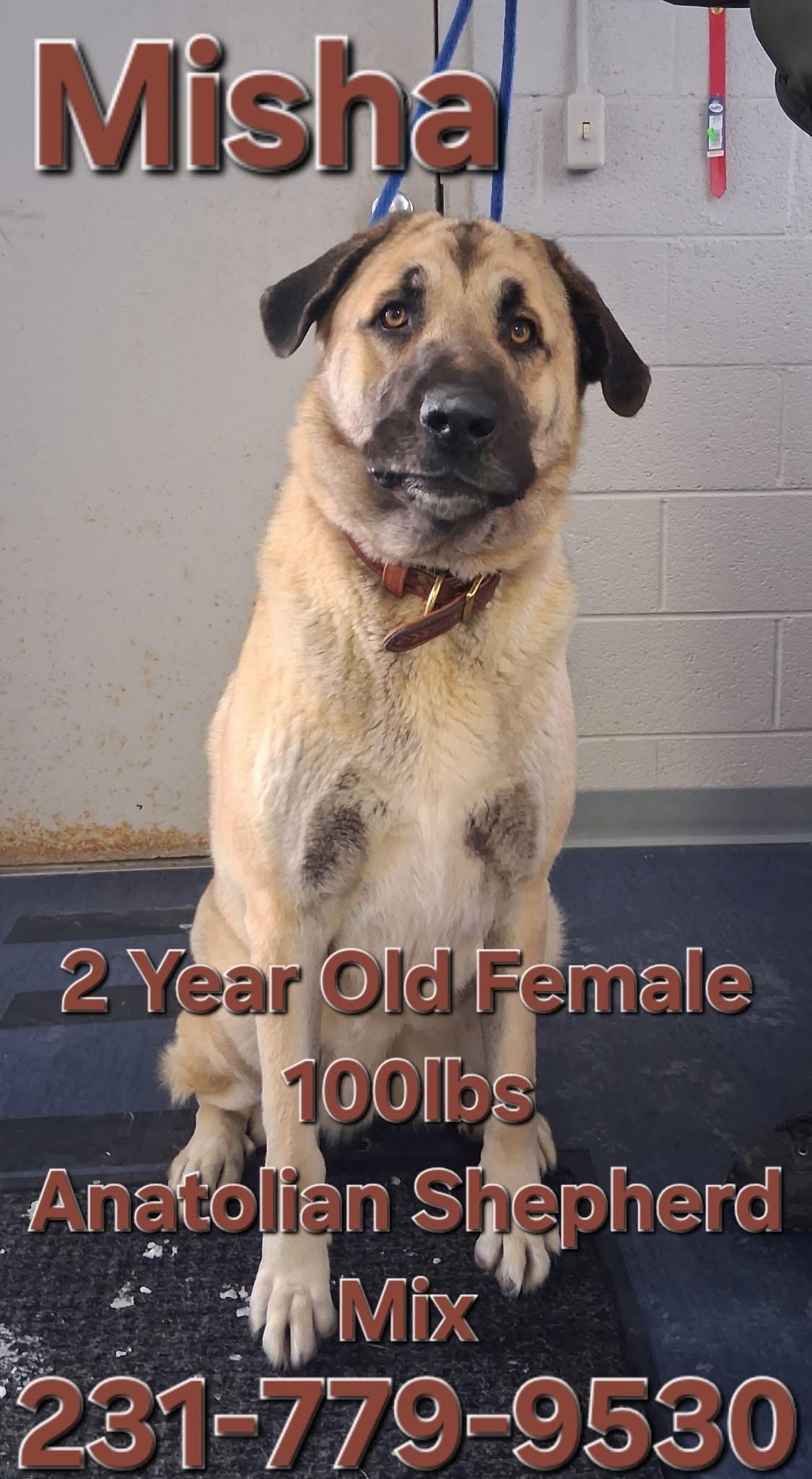 MISHA, adopted, Adult Female Anatolian Shepherd.