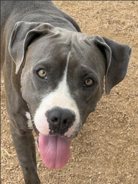 SHEBA, Adoptable, Young Female Pit Bull Terrier.