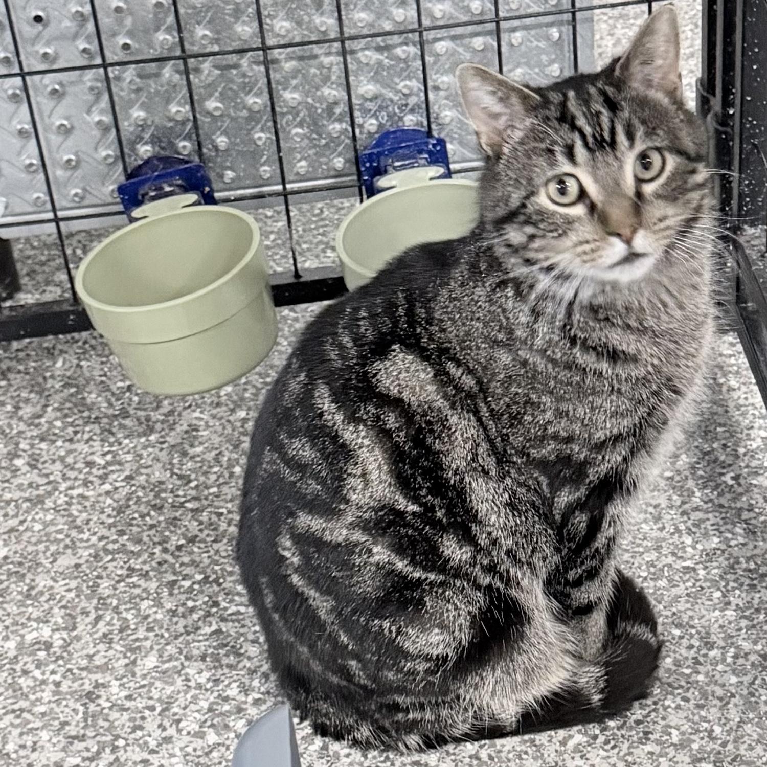Enlarge Hobo, a ADOPTABLE Domestic Short Hair in Rochester, MN image 2/2