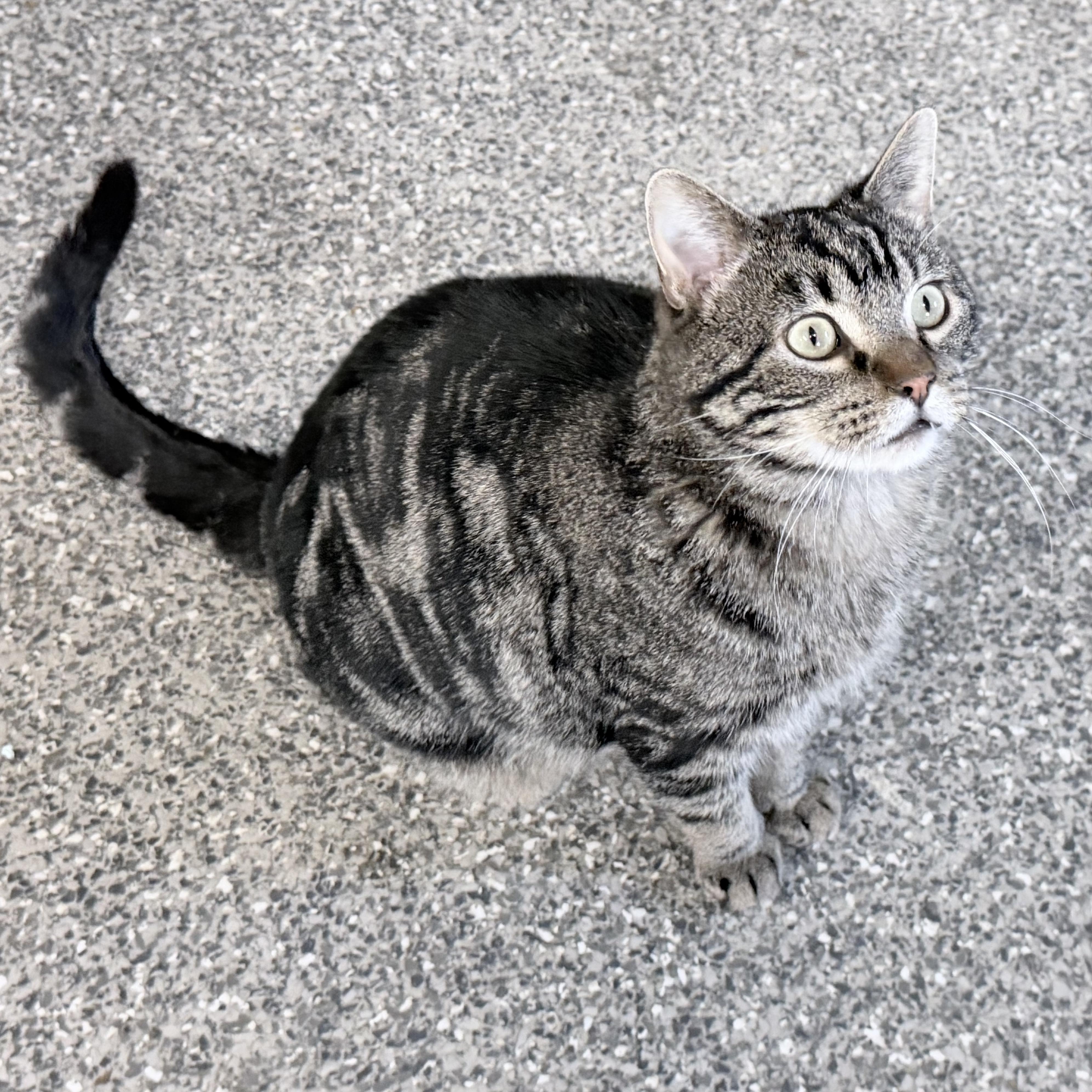 Enlarge Hobo, a ADOPTABLE Domestic Short Hair in Rochester, MN image 1/2