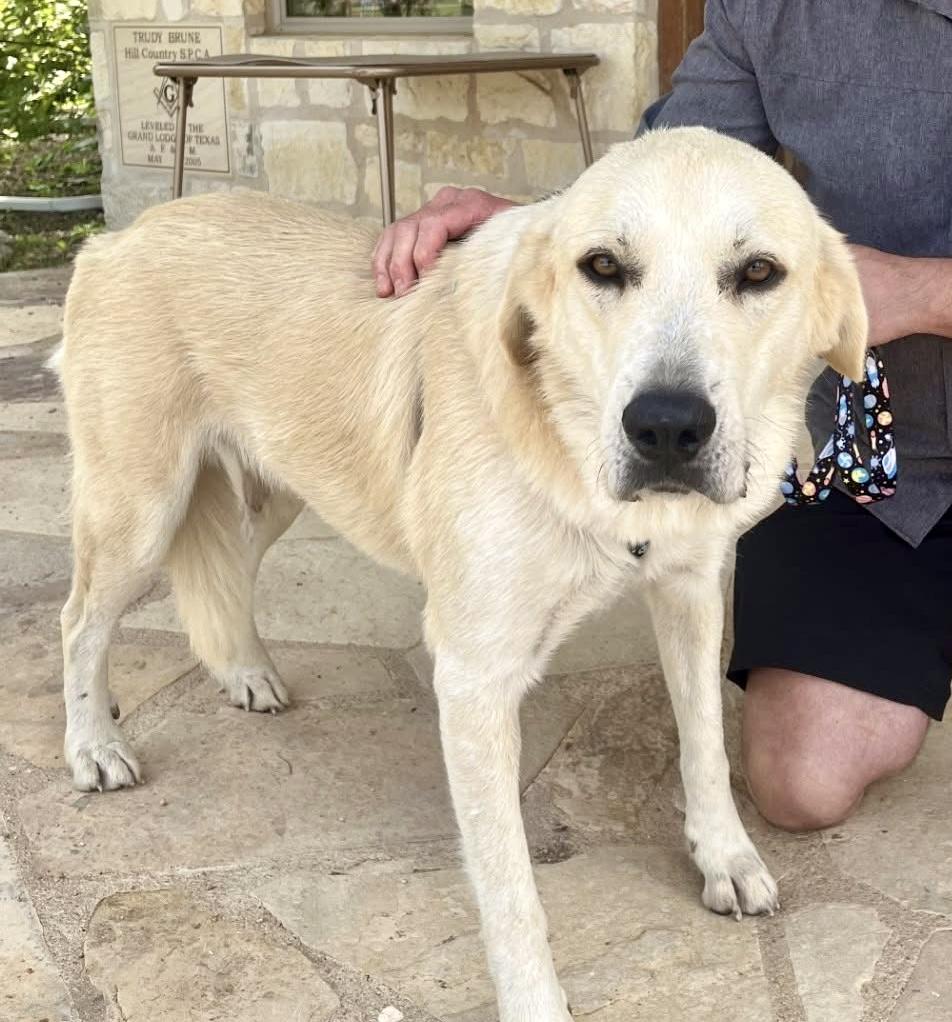 Enlarge Yellow Labrador Retriever Mix - FOUND ON JULY 5TH AFTER FLOOD, a Adopted mixed breed in Kerrville, TX image 1/1