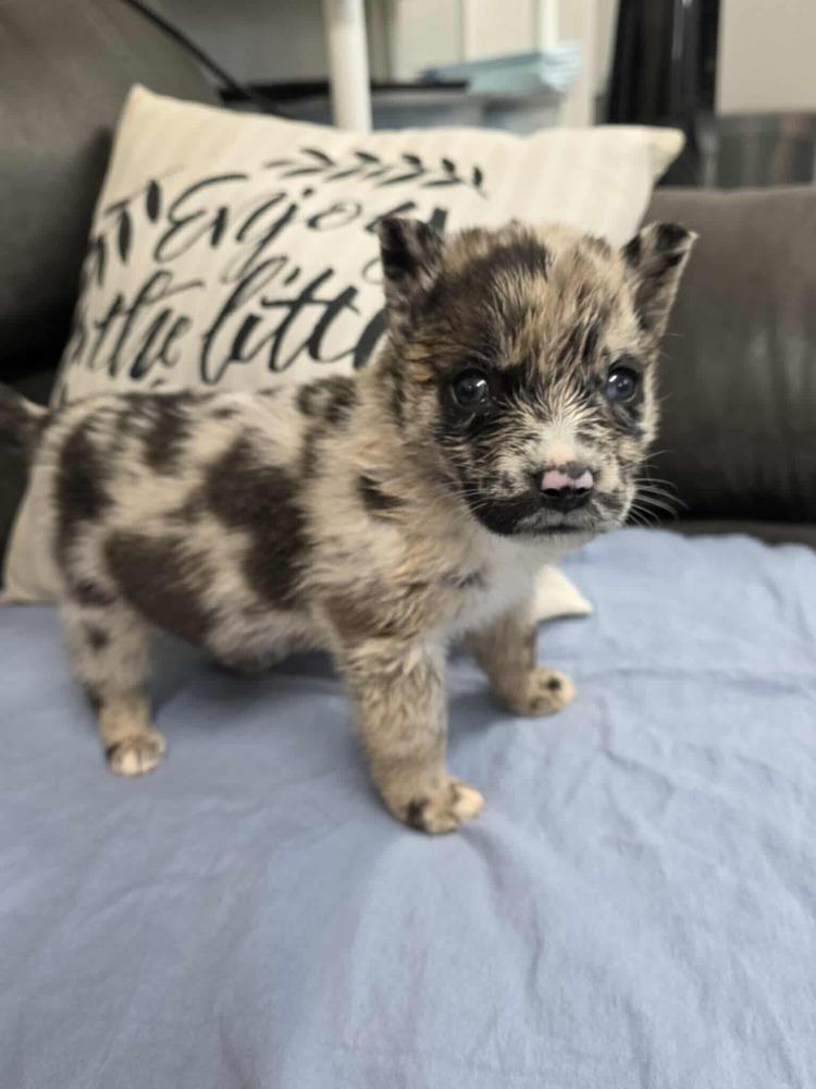 Arthur, Adoptable, Puppy Male Australian Shepherd & Pomeranian.