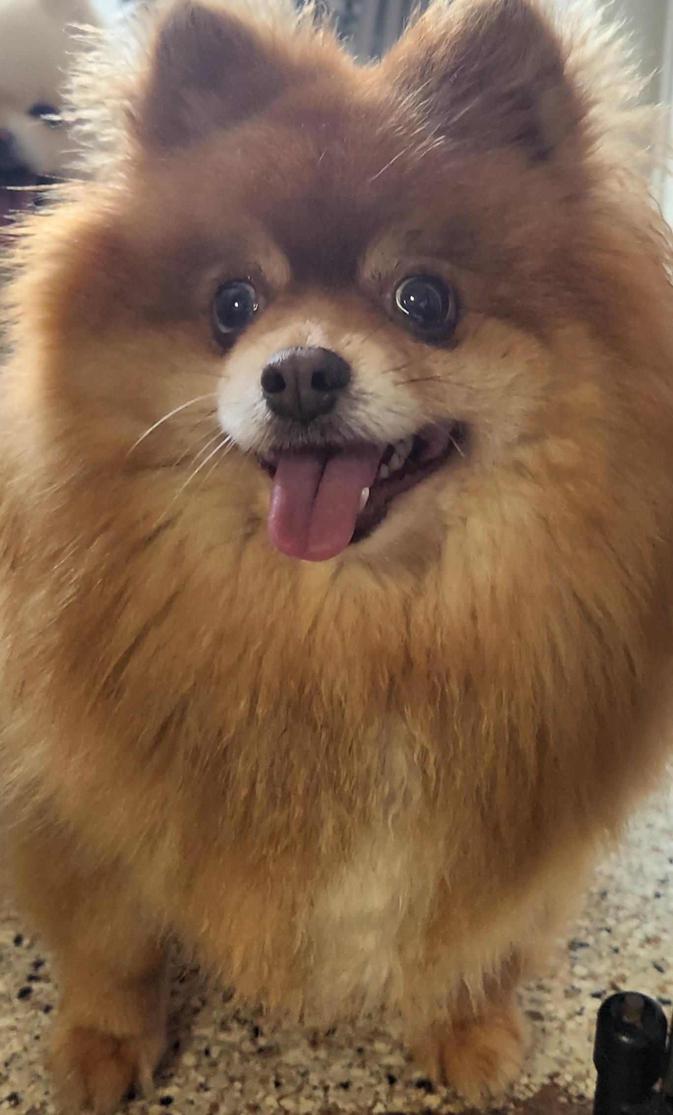 Luisa, ADOPTABLE, Senior Female Pomeranian.