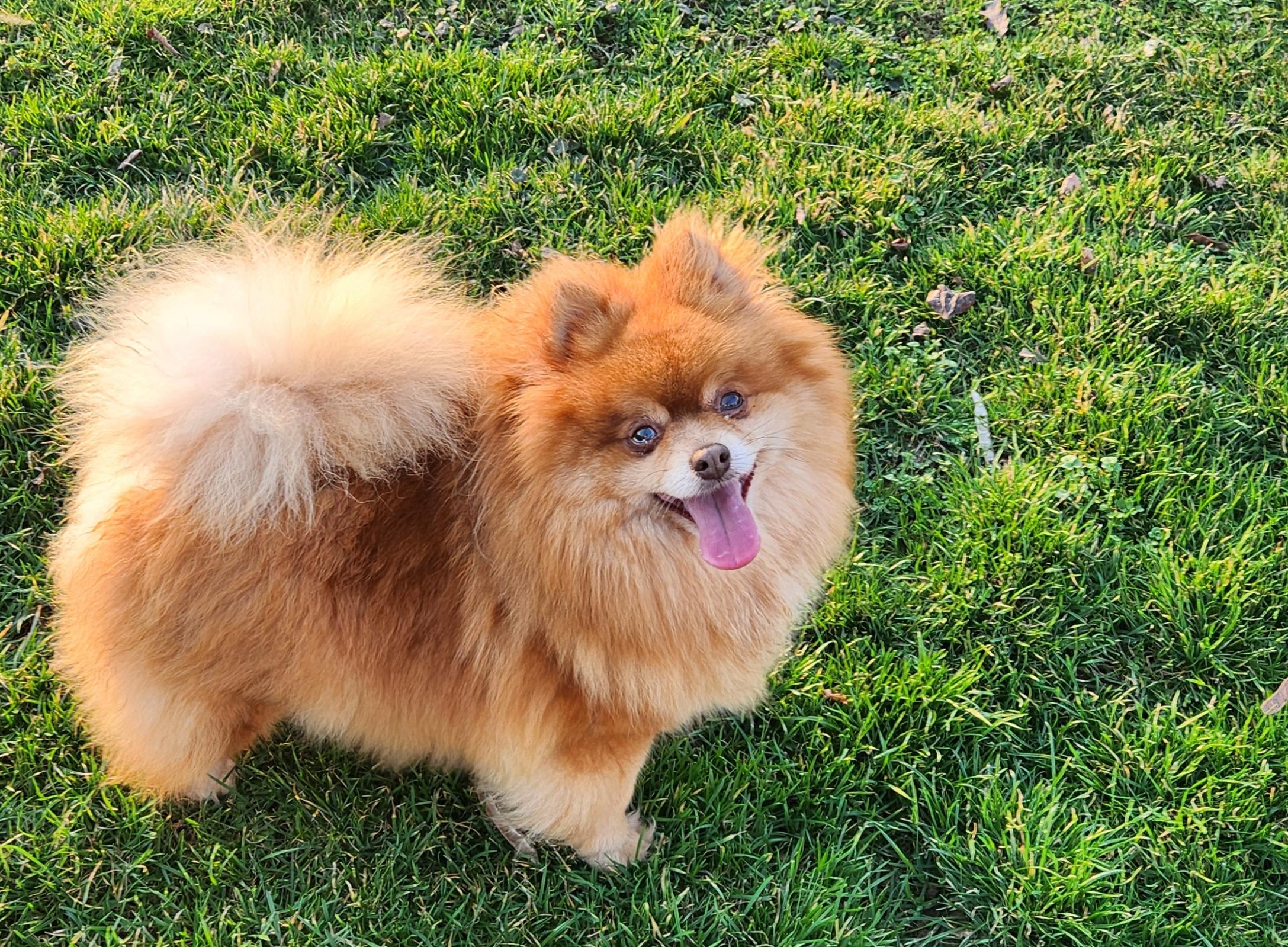 Enlarge Luisa, a ADOPTABLE Pomeranian in Smithfield, PA image 2/2