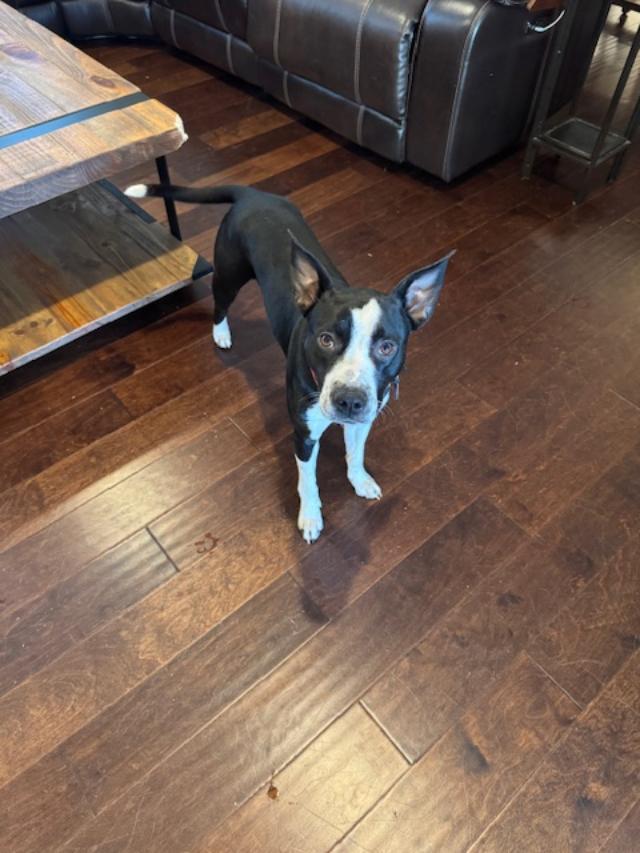 Enlarge Bella COURTESY POST, a ADOPTABLE mixed breed in Lexington, NC image 3/3