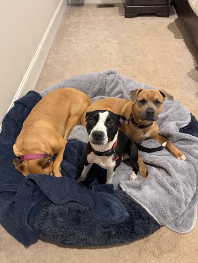 Enlarge Bella COURTESY POST, a ADOPTABLE mixed breed in Lexington, NC image 2/3