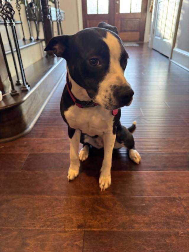 Bella COURTESY POST, ADOPTABLE, Puppy Female Boston Terrier.