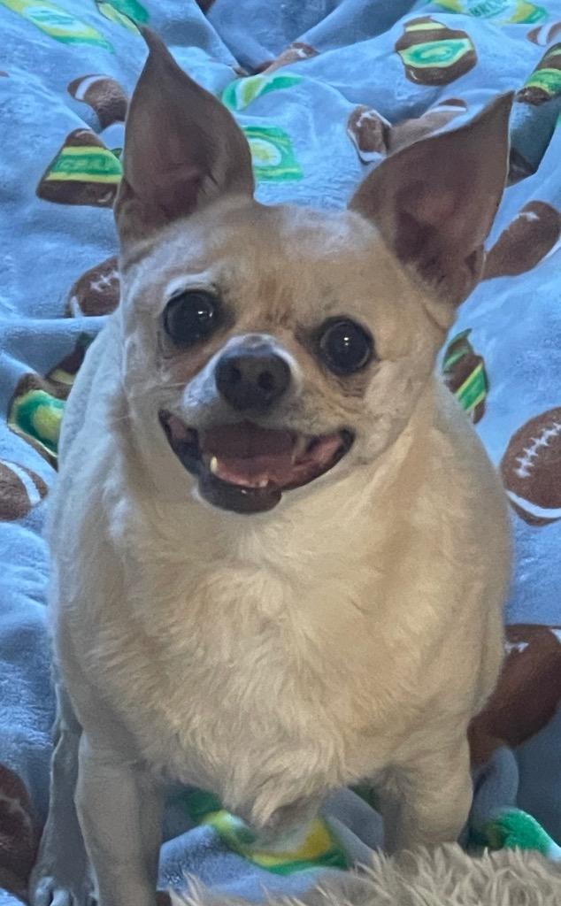 Miss Peanut, Adoptable, Senior Female Chihuahua.