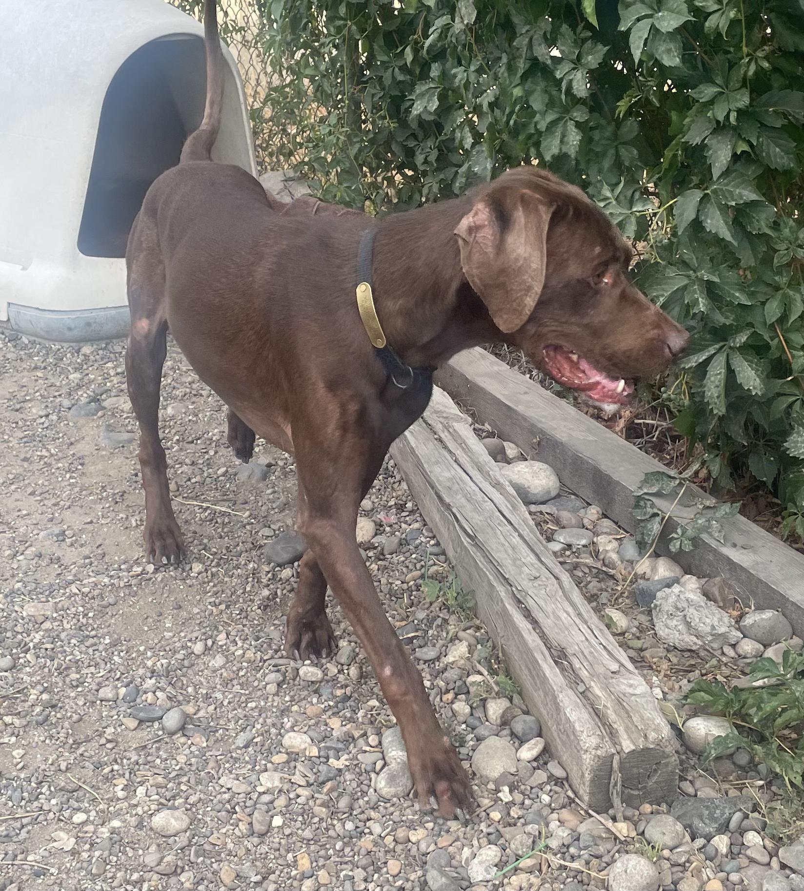 Scooby, Adoptable, Adult Male Weimaraner.