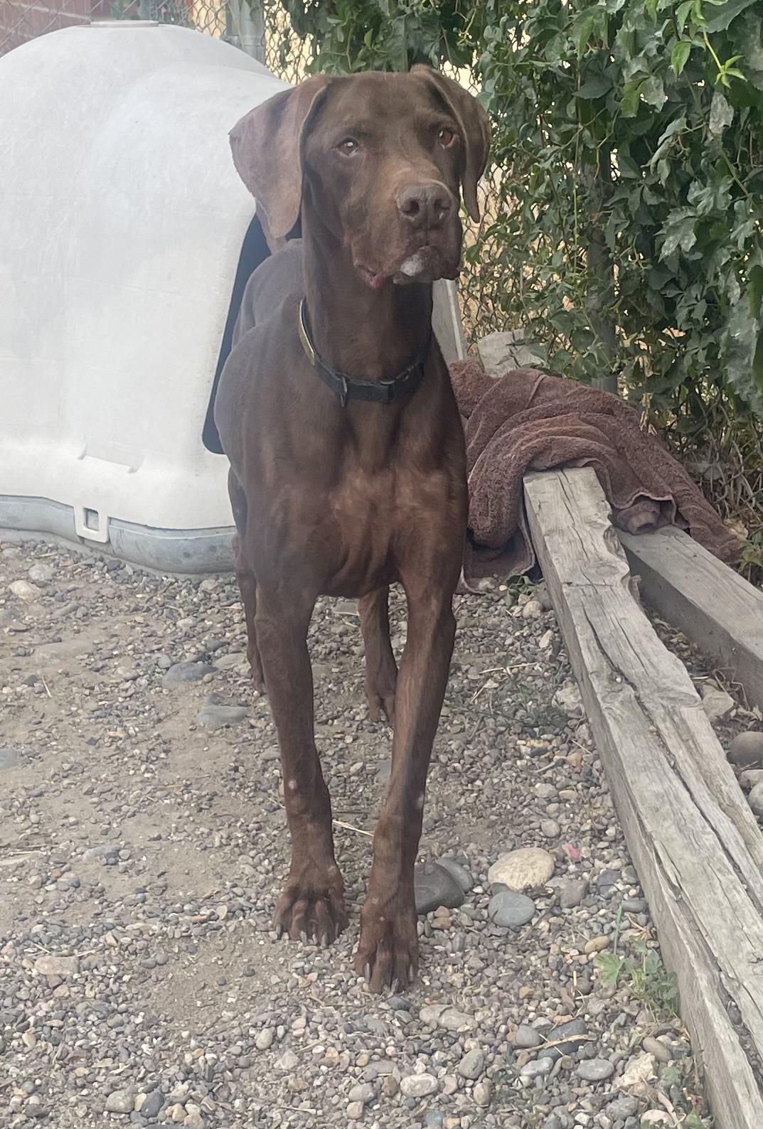 Enlarge Scooby, a Adoptable mixed breed in Billings, MT image 2/2