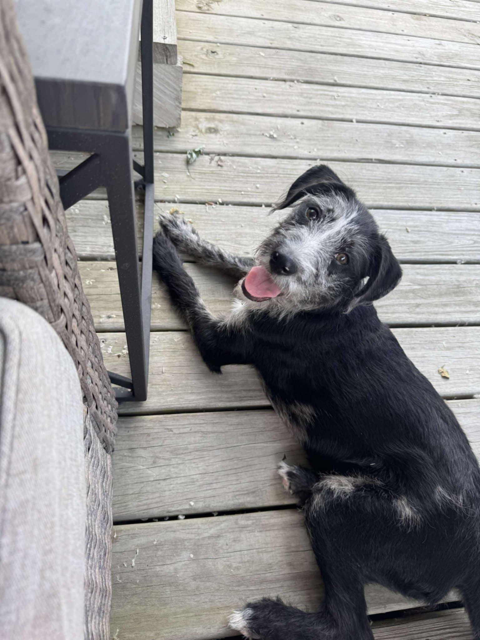 Miss Bingo, an adoptable Aussiedoodle, Poodle in Fultonham, NY, 12071 | Photo Image 2