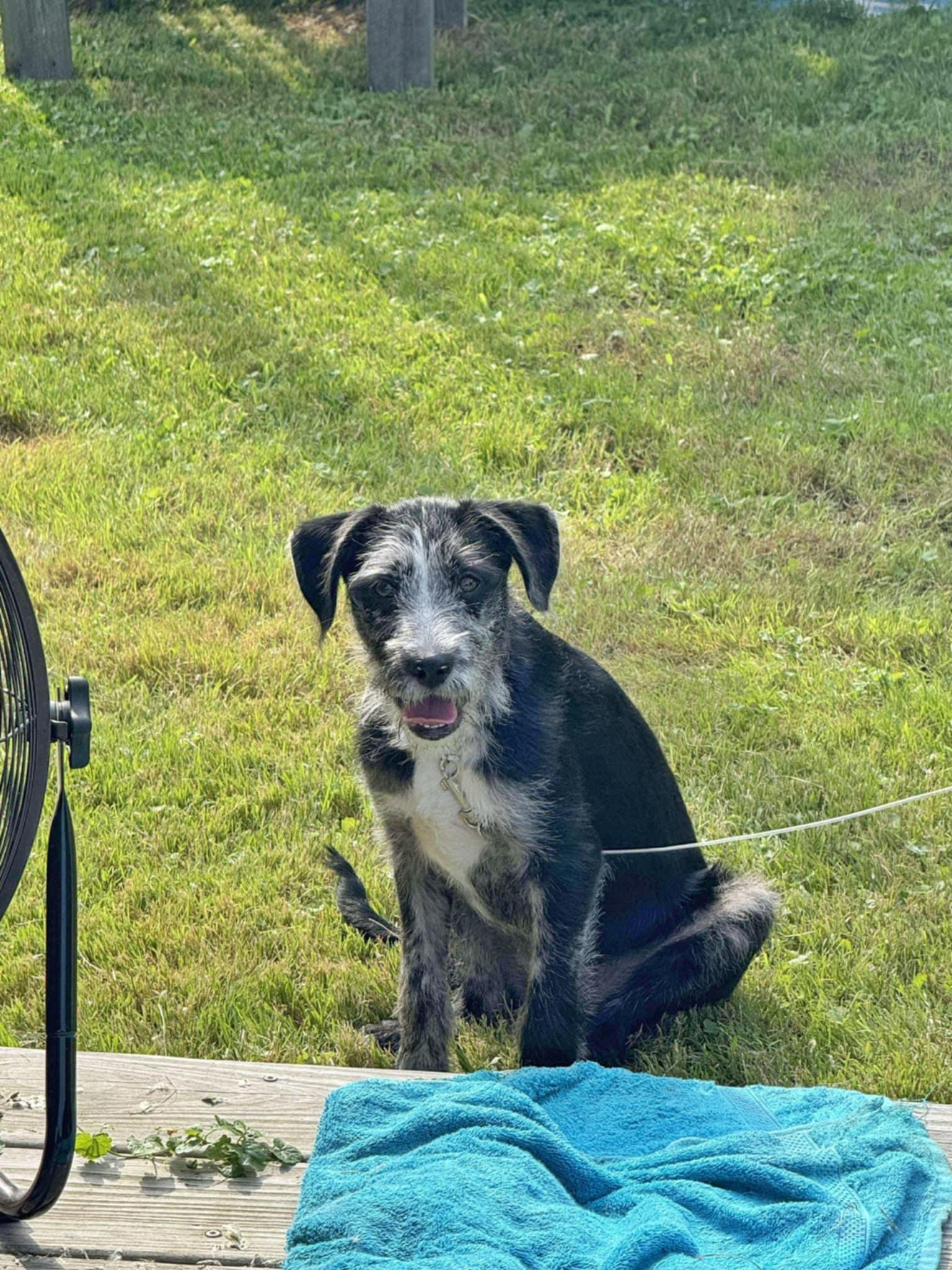 Miss Bingo, an adoptable Aussiedoodle, Poodle in Fultonham, NY, 12071 | Photo Image 1