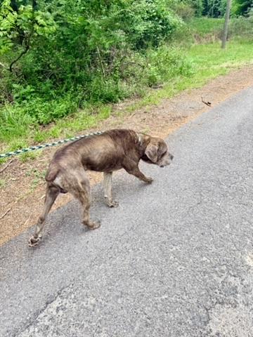 Cane, an adopted mixed breed in Petersburg, VA image 5/6