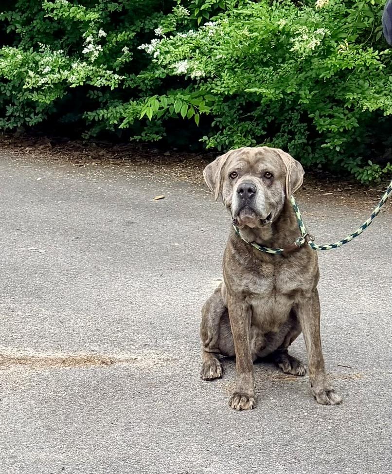 Cane, an adopted mixed breed in Petersburg, VA image 2/6