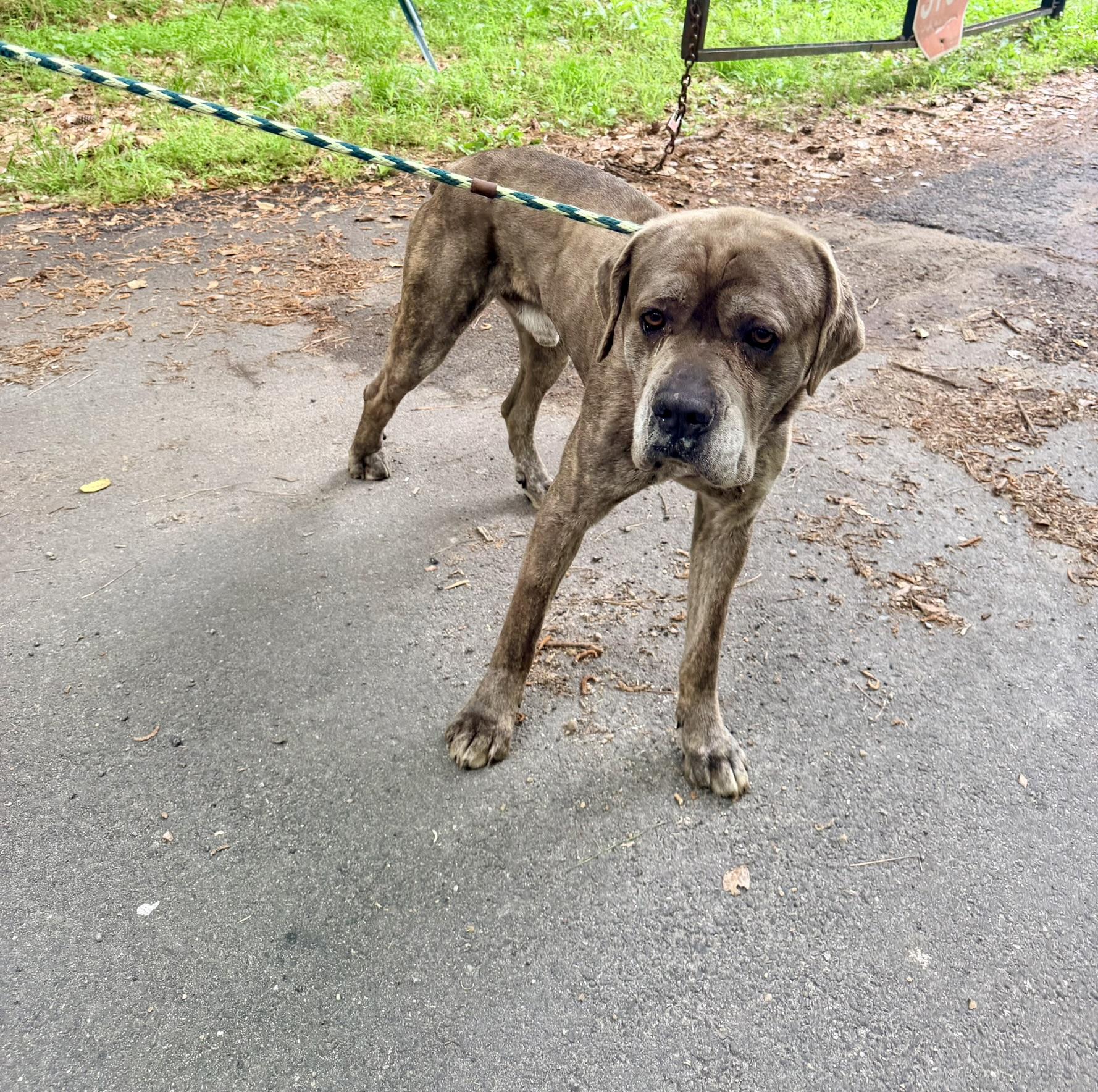 Cane, an adopted mixed breed in Petersburg, VA image 6/6