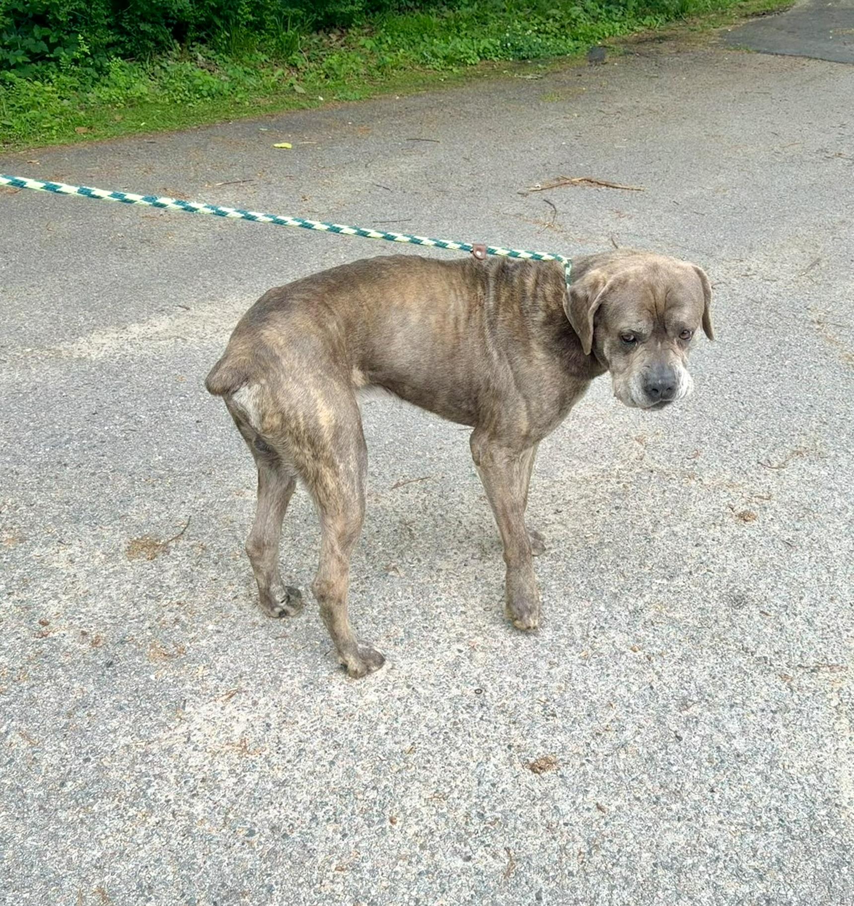 Cane, an adopted mixed breed in Petersburg, VA image 3/6