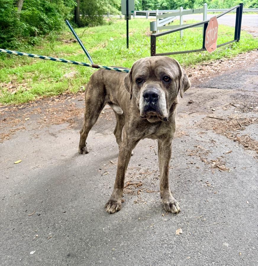 Cane, adopted, Senior Male Mastiff & Cane Corso.