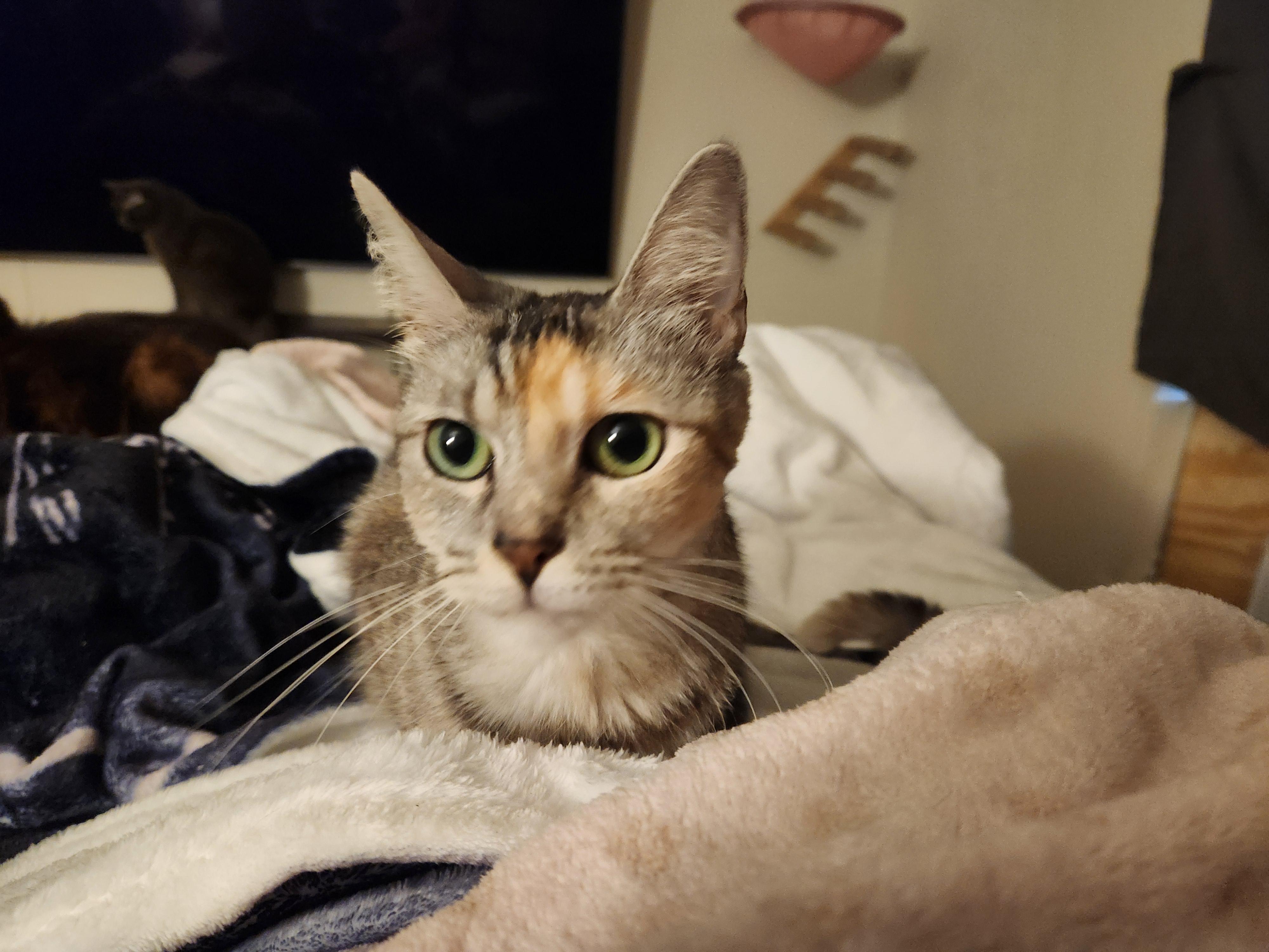 Enlarge Athena, a Adoptable Domestic Short Hair in Mount Pleasant, TX image 2/4