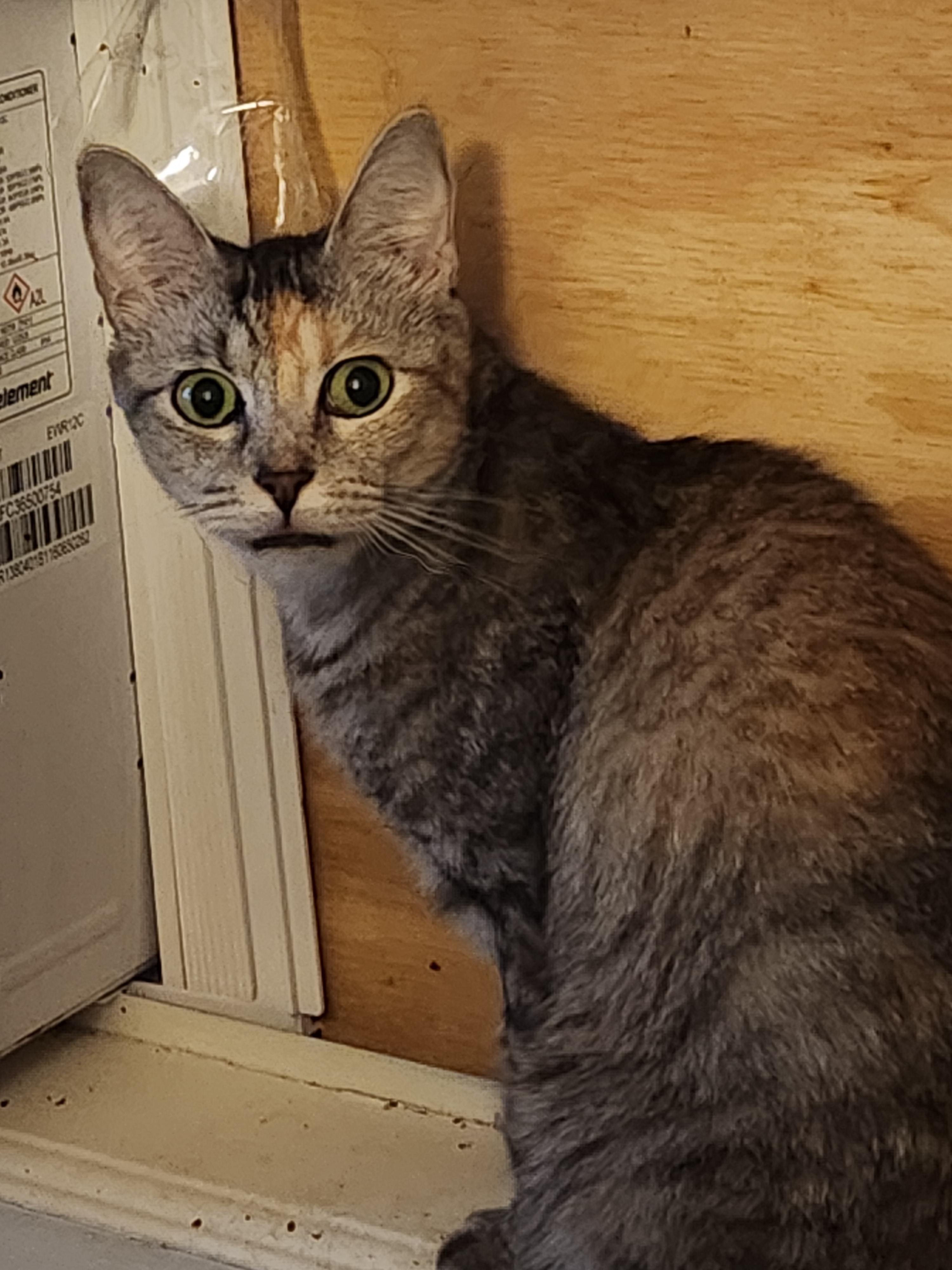 Athena, Adoptable, Adult Female Domestic Short Hair.