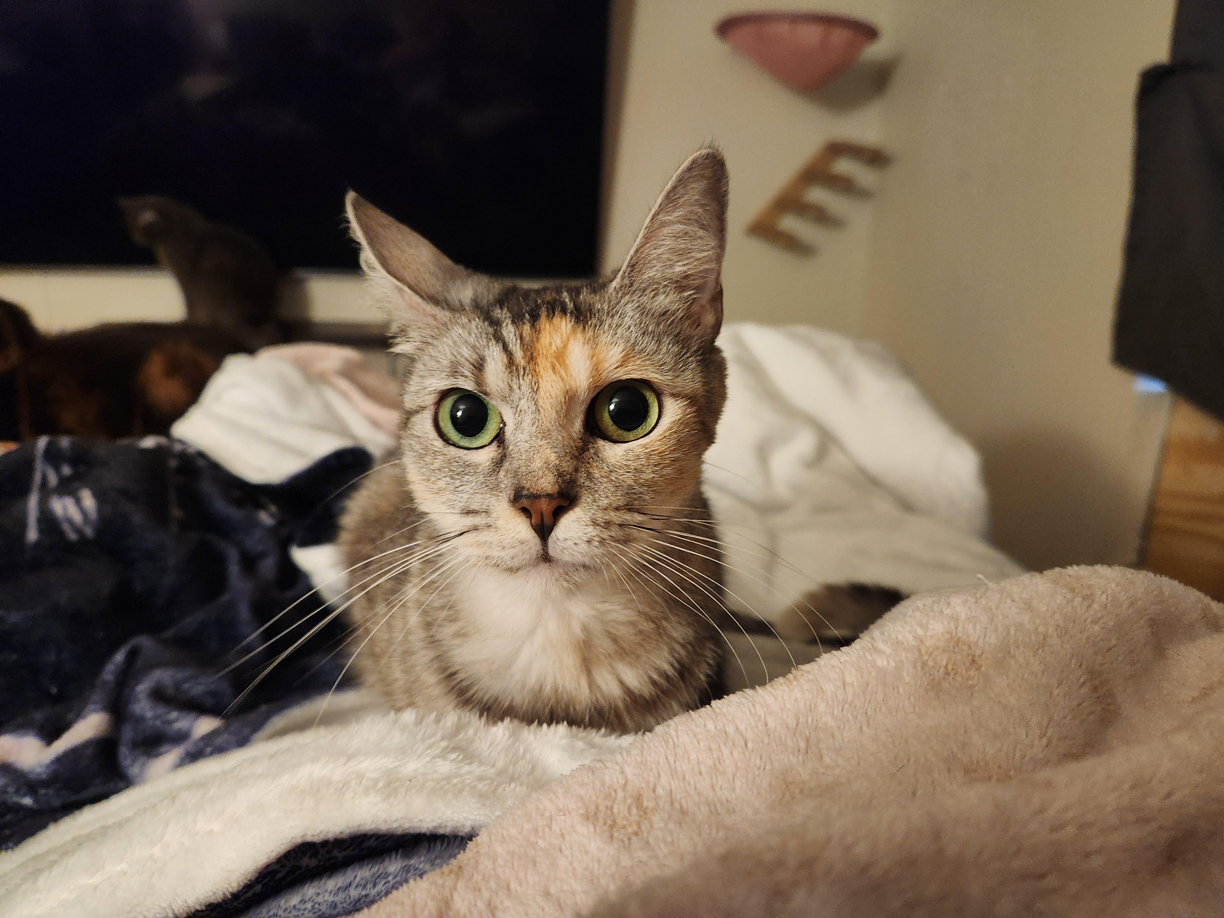 Enlarge Athena, a Adoptable Domestic Short Hair in Mount Pleasant, TX image 3/4