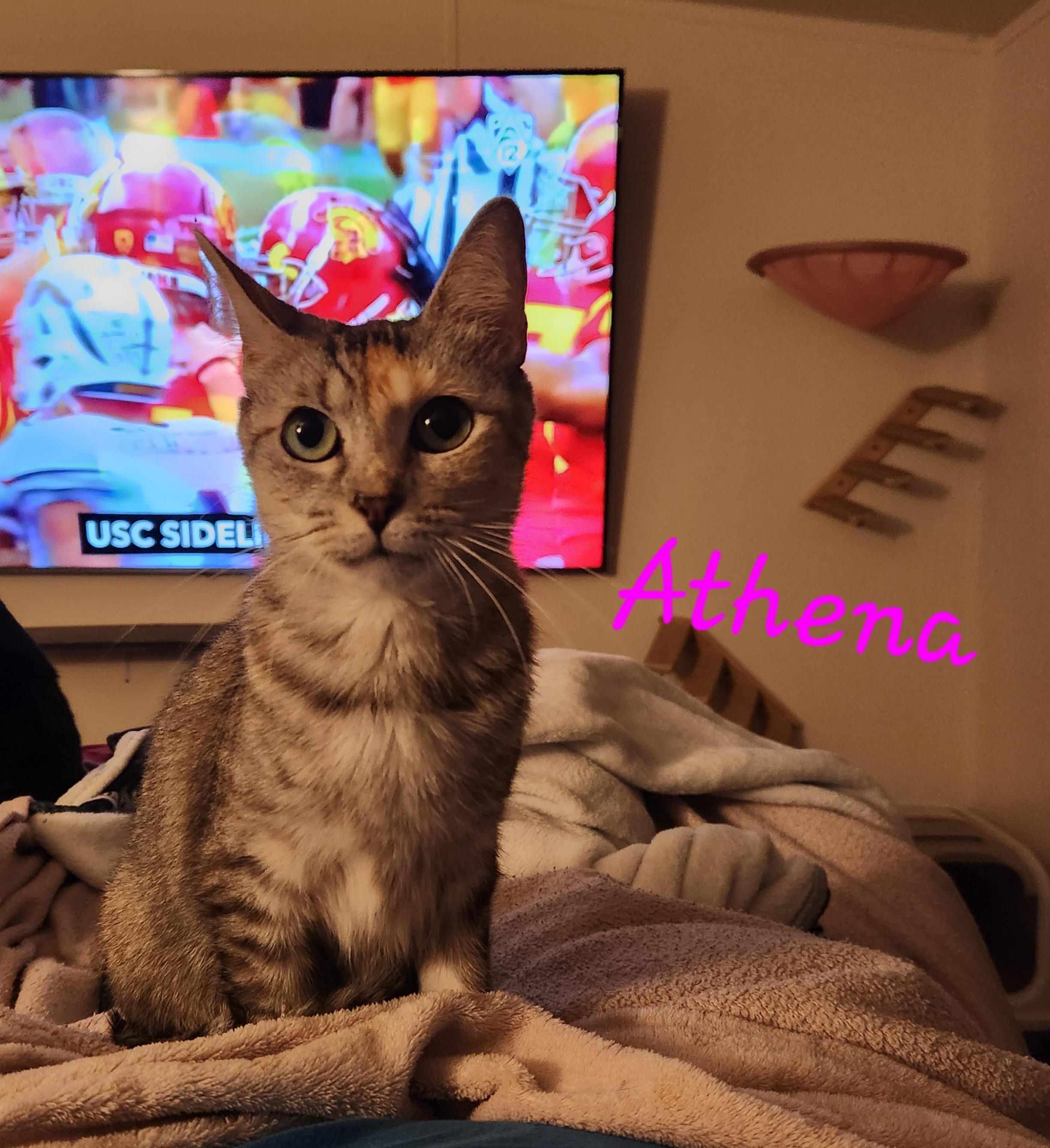 Enlarge Athena, a Adoptable Domestic Short Hair in Mount Pleasant, TX image 4/4