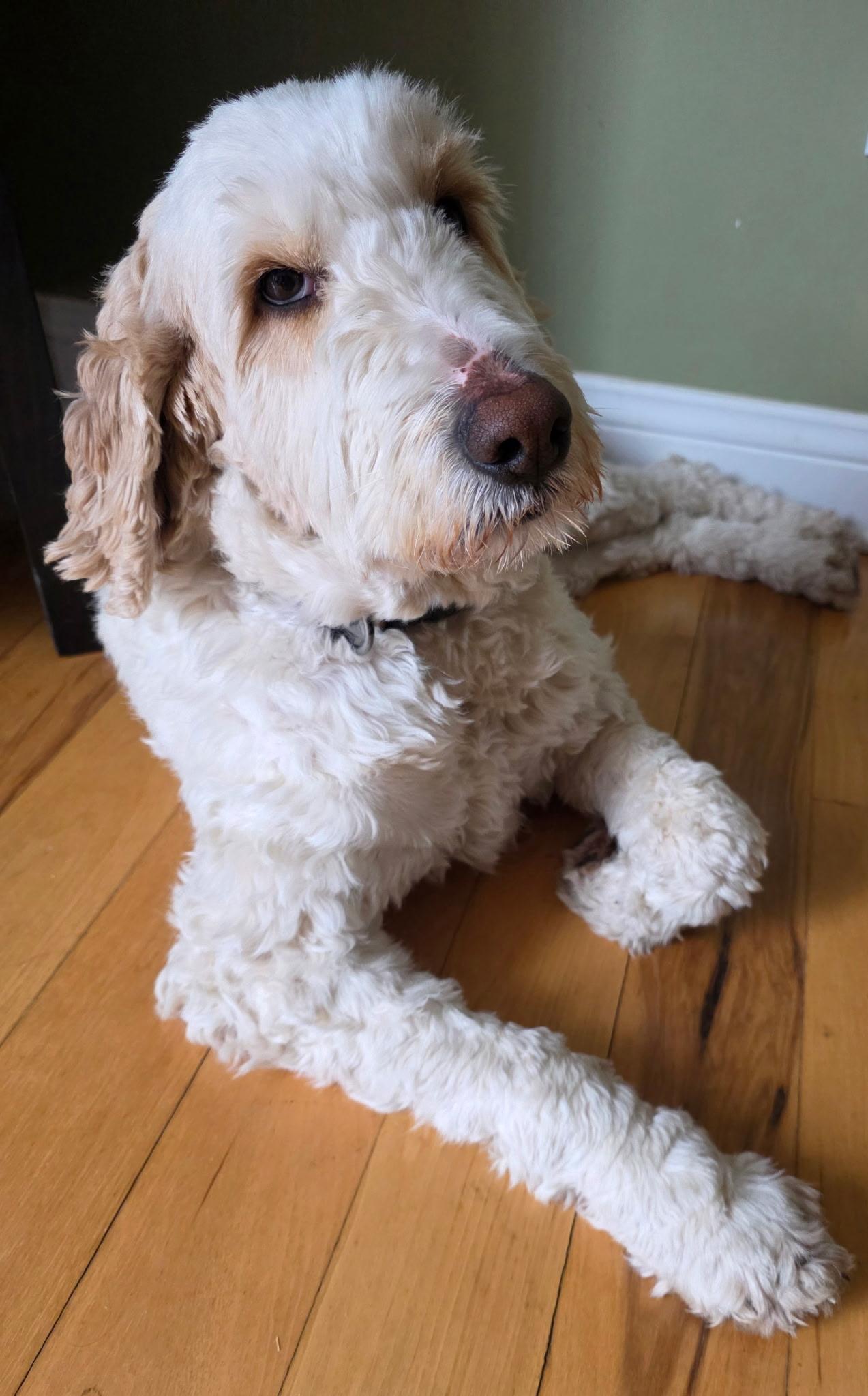 Enlarge Daisie. ADOPTED, a ADOPTABLE Labradoodle in Union Grove, WI image 2/5