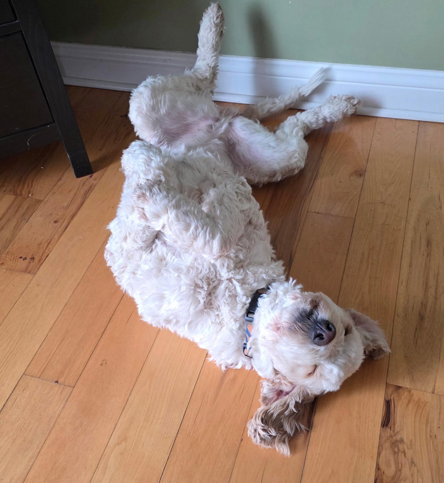 Enlarge Daisie. ADOPTED, a ADOPTABLE Labradoodle in Union Grove, WI image 4/5