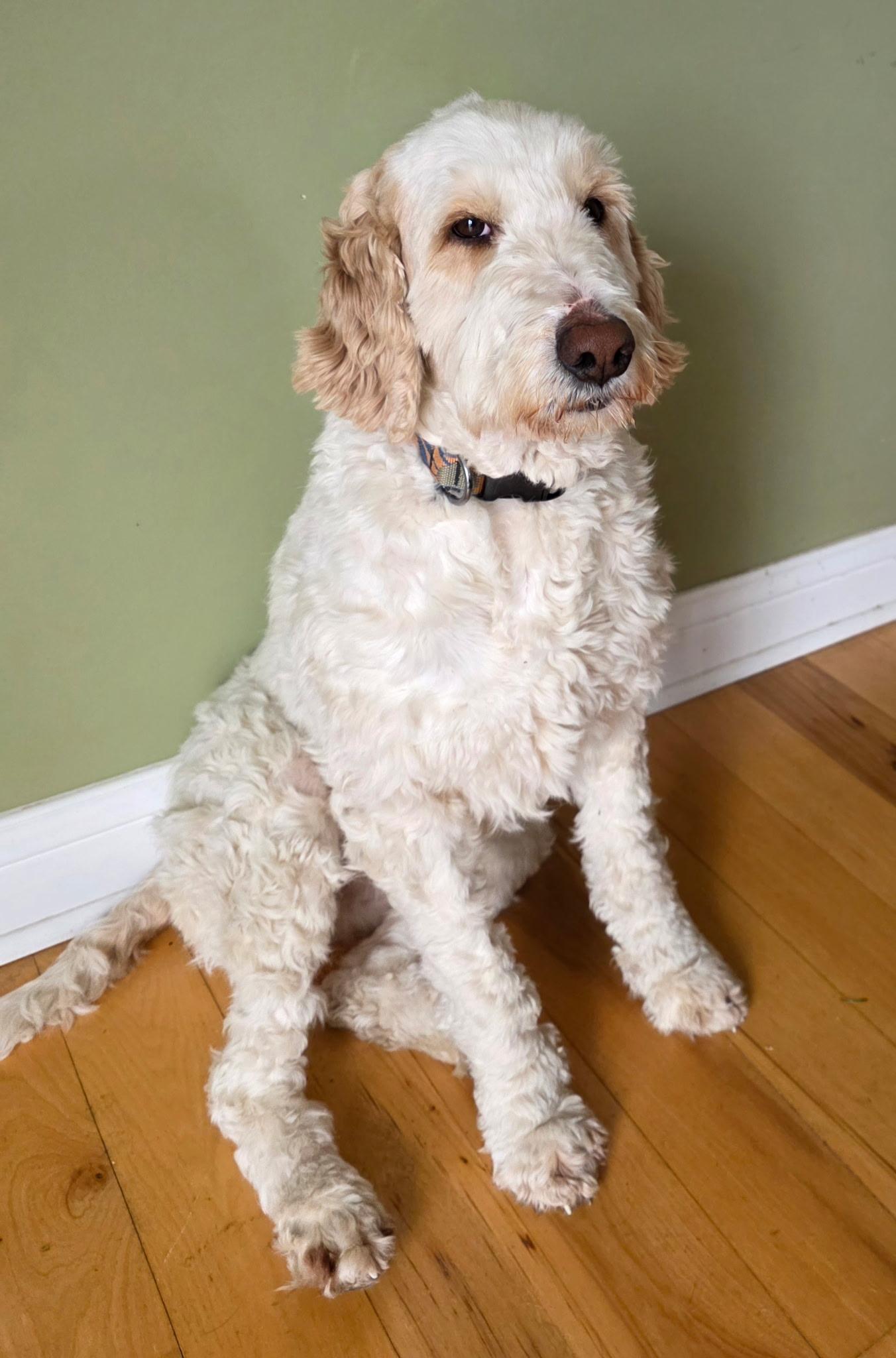 Enlarge Daisie. ADOPTED, a ADOPTABLE Labradoodle in Union Grove, WI image 1/5