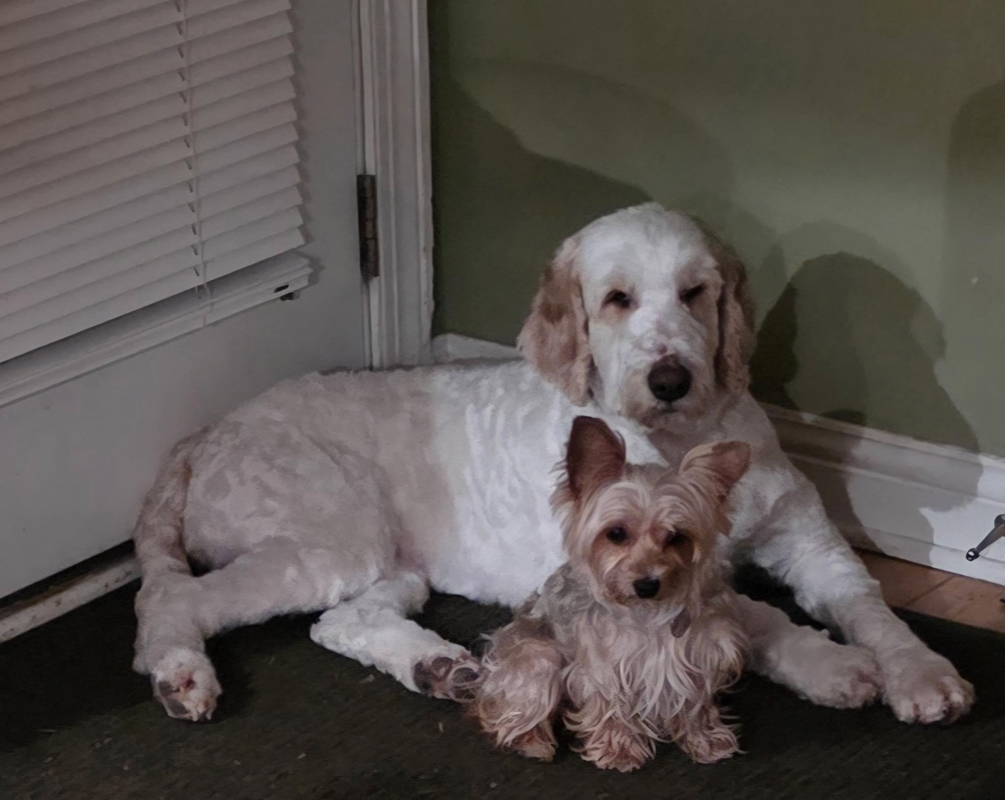 Enlarge Daisie. ADOPTED, a ADOPTABLE Labradoodle in Union Grove, WI image 5/5