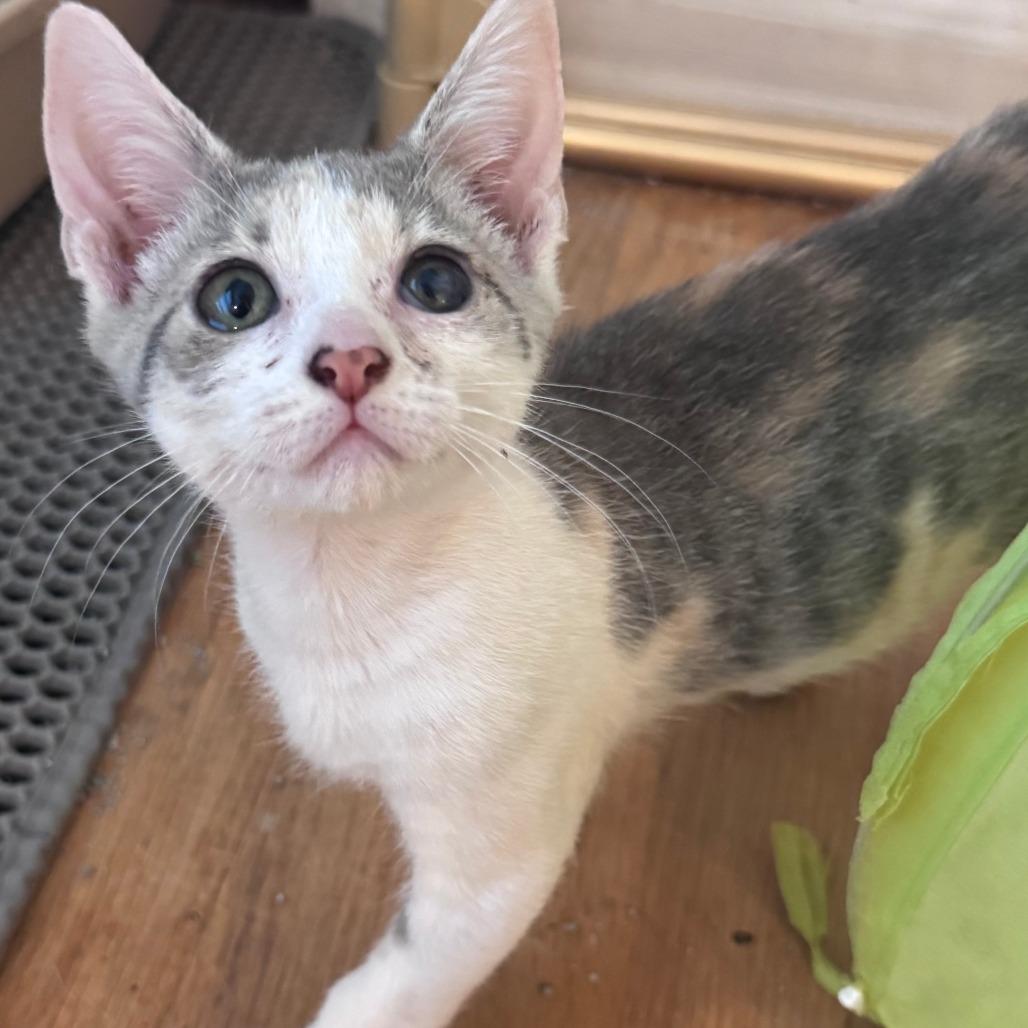 Chalet, Adoptable, Kitten Female Domestic Short Hair.