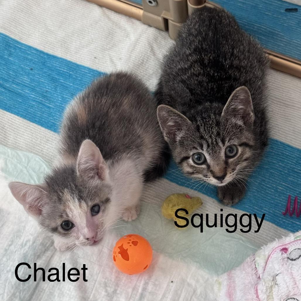 Enlarge Chalet, a Adoptable Domestic Short Hair in Jupiter, FL image 2/6