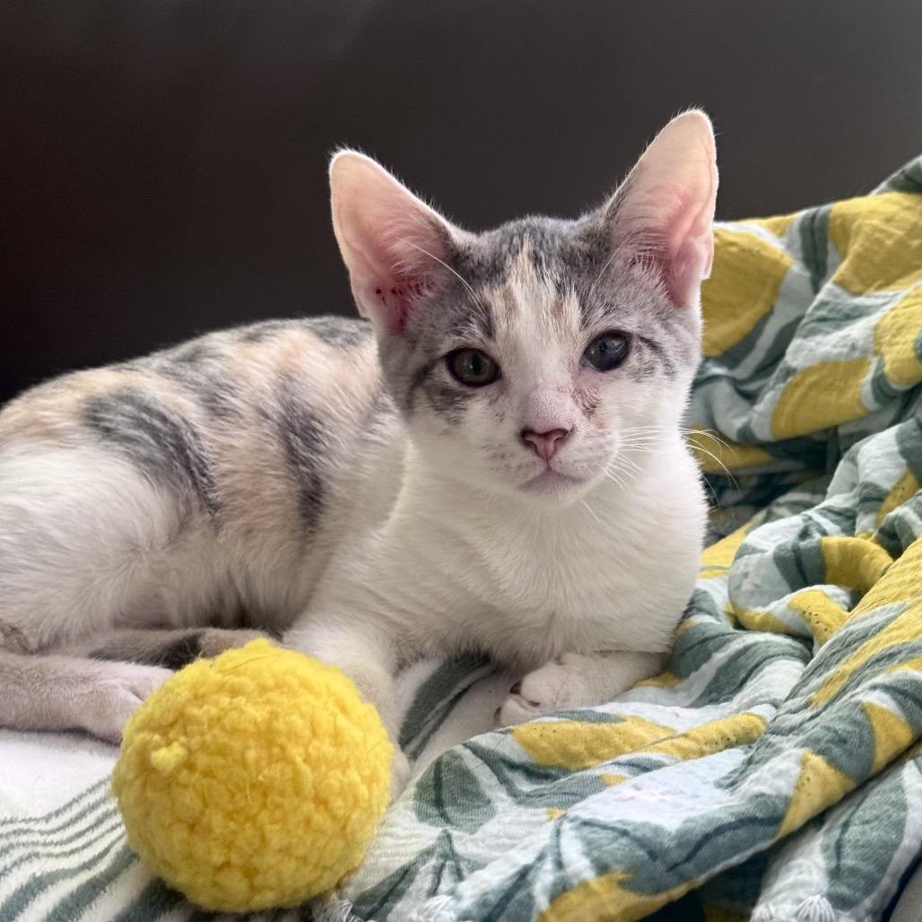 Enlarge Chalet, a Adoptable Domestic Short Hair in Jupiter, FL image 3/6