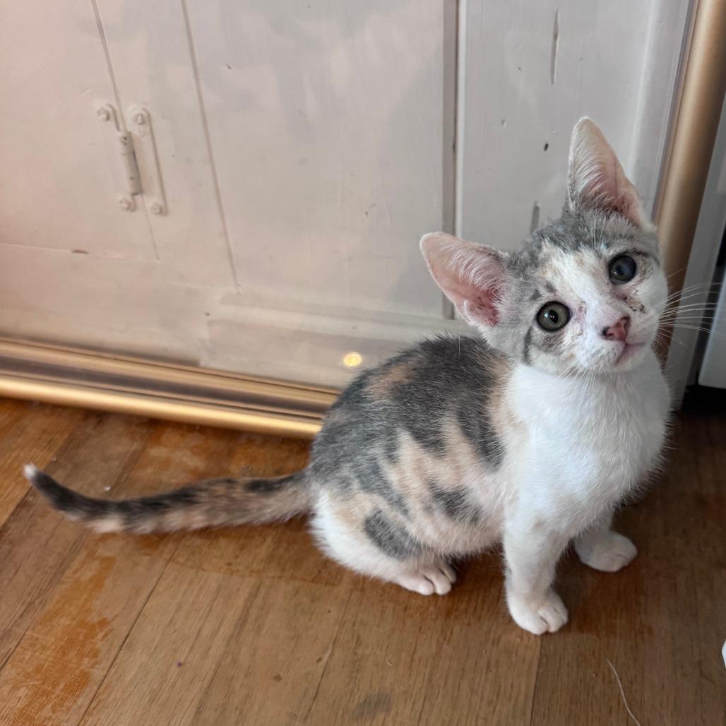 Enlarge Chalet, a Adoptable Domestic Short Hair in Jupiter, FL image 4/6