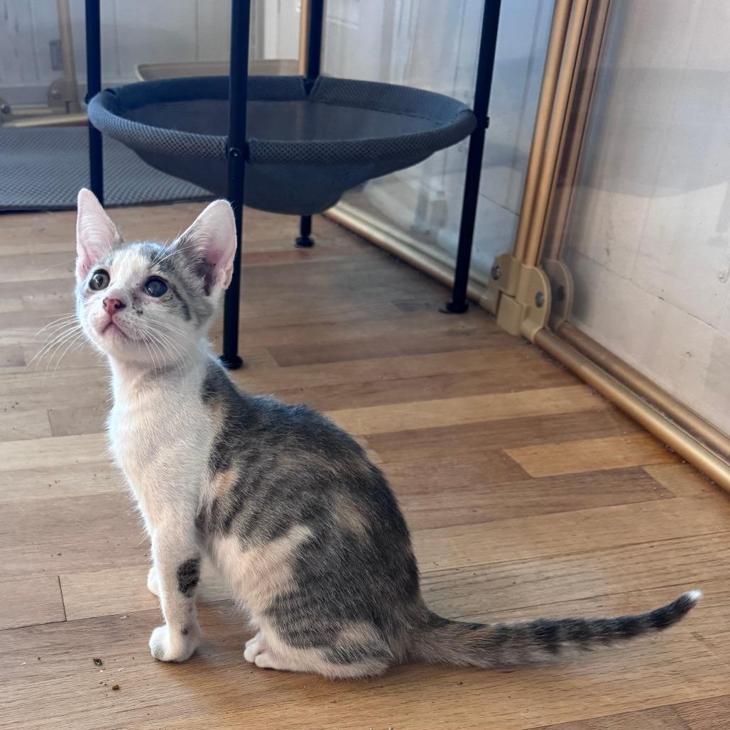 Enlarge Chalet, a Adoptable Domestic Short Hair in Jupiter, FL image 5/6